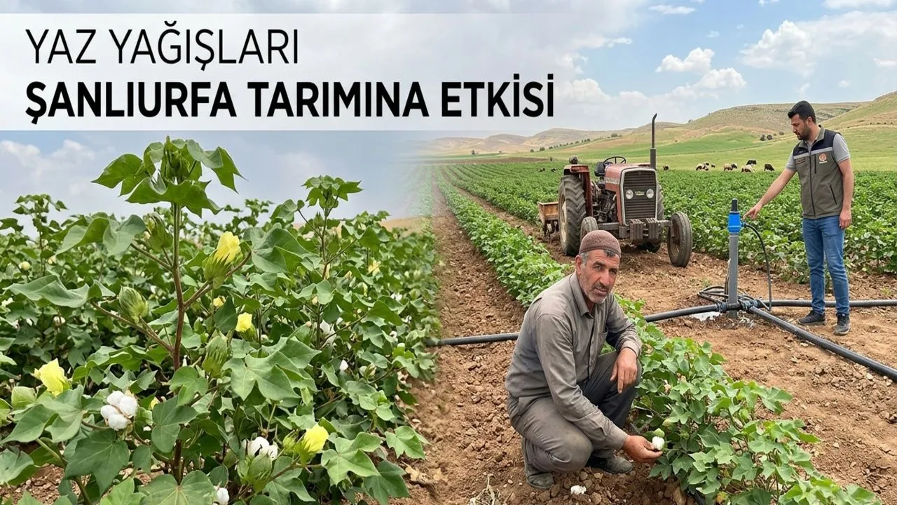 Yaz Yağışları Şanlıurfa Tarımını Nasıl Etkiliyor
