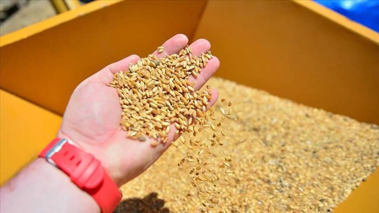 1 Milyon Ton Mısır ve Arpa Sıfır Gümrükle İthal Edilecek