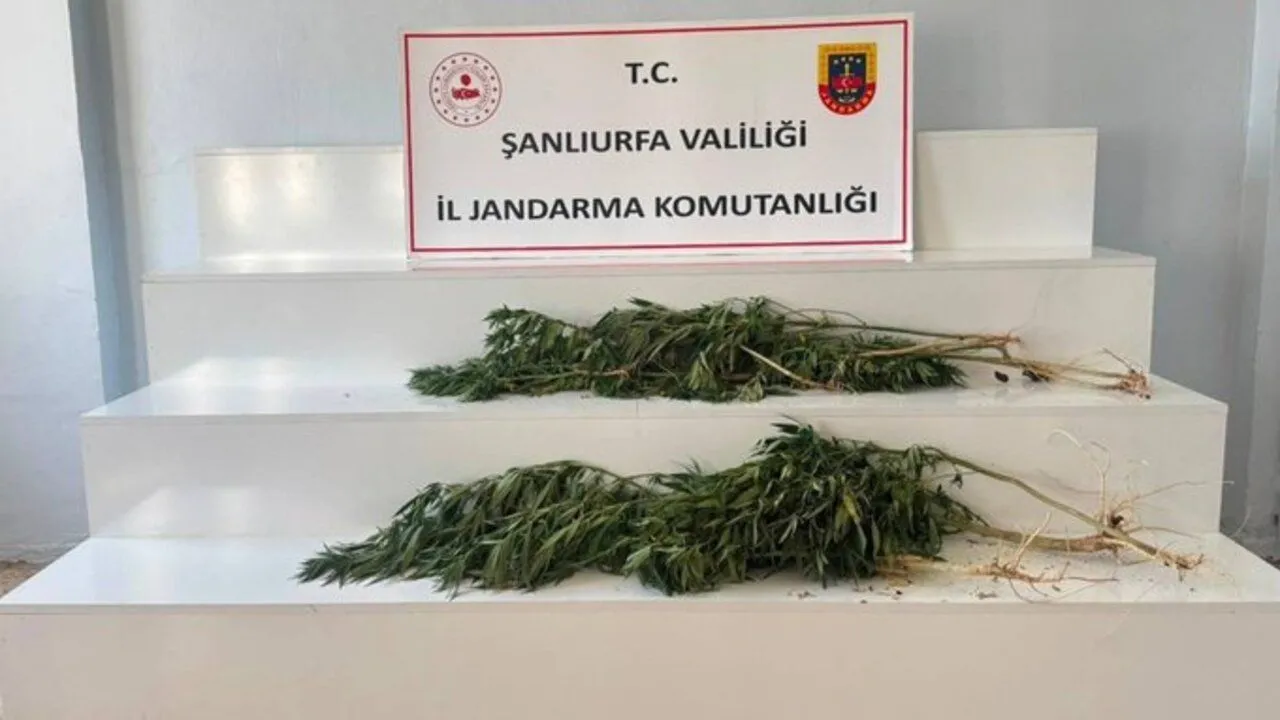 Viranşehir’de Kenevir Operasyonu