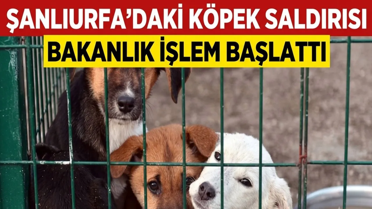 Şanlıurfadaki Köpek Saldırısı İçin Bakanlıktan Müfettiş Görevlendirmesi