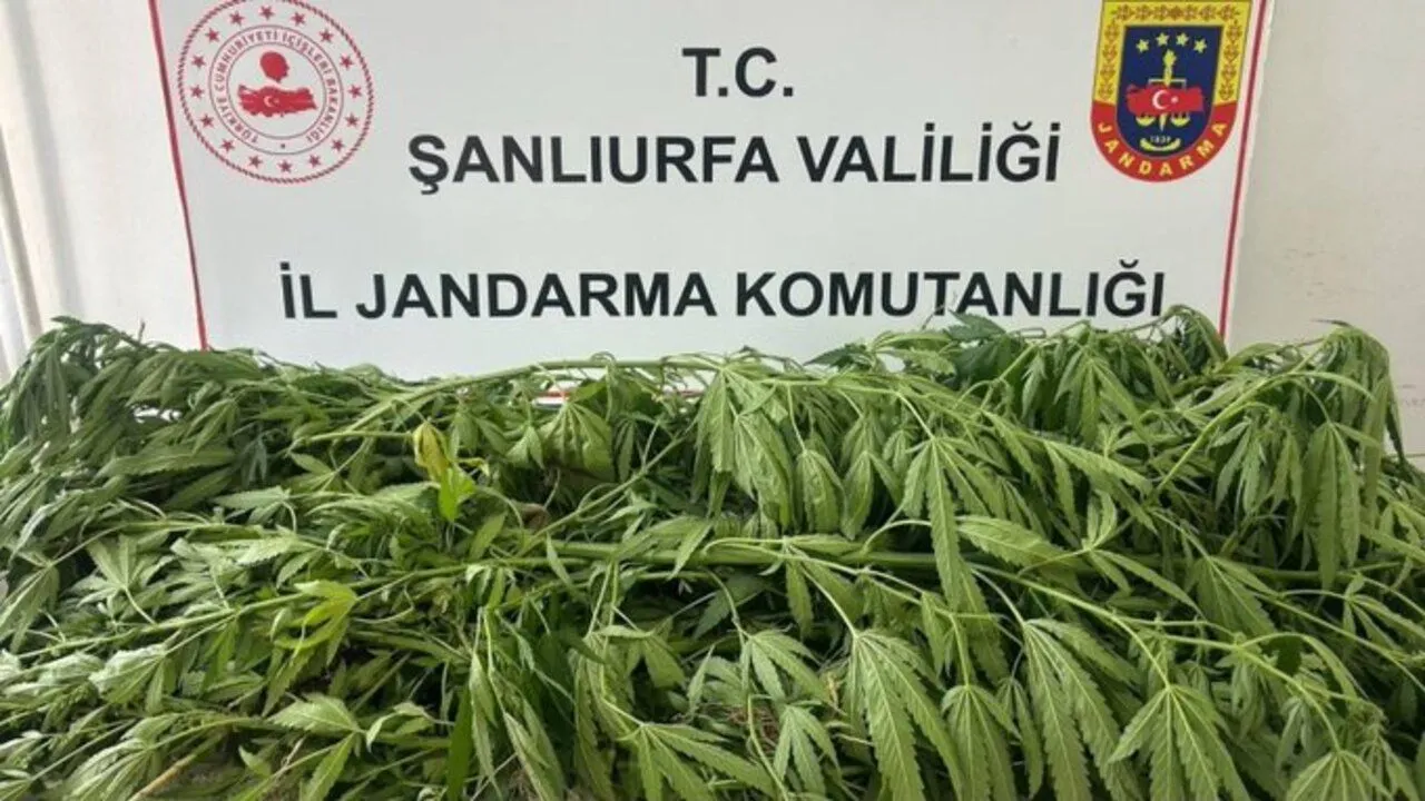 Suruç'ta Uyuşturucu Operasyonu 35 Kök Kenevir Ele Geçirildi