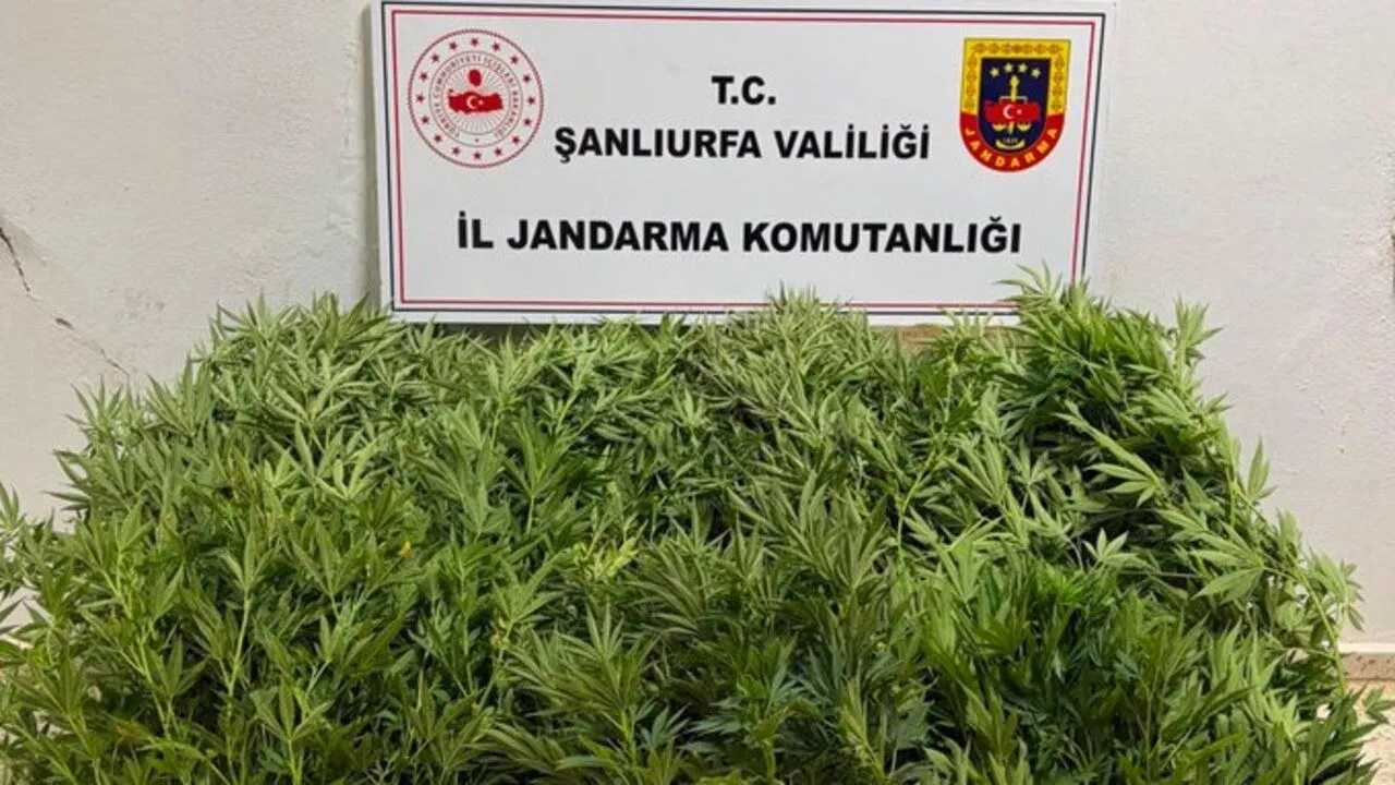 Akçakale’de Kenevir Operasyonu