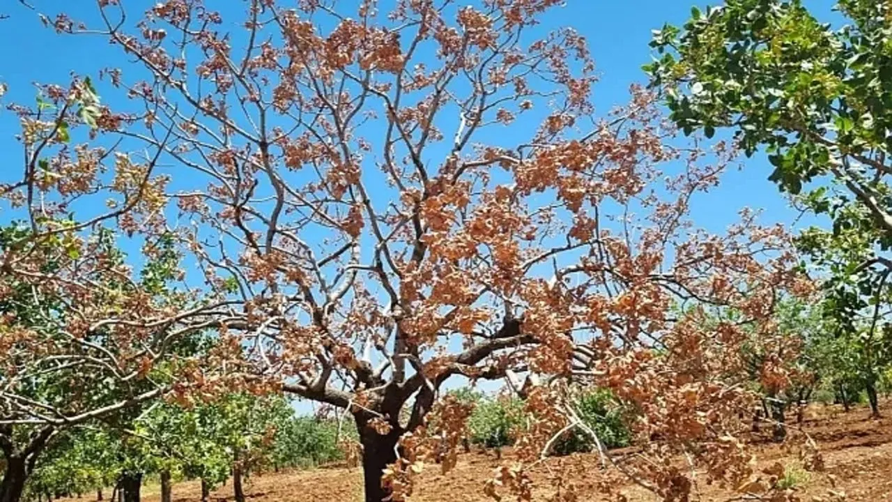Şanlıurfa'da Fıstık Bahçesine Hırsız Girdi