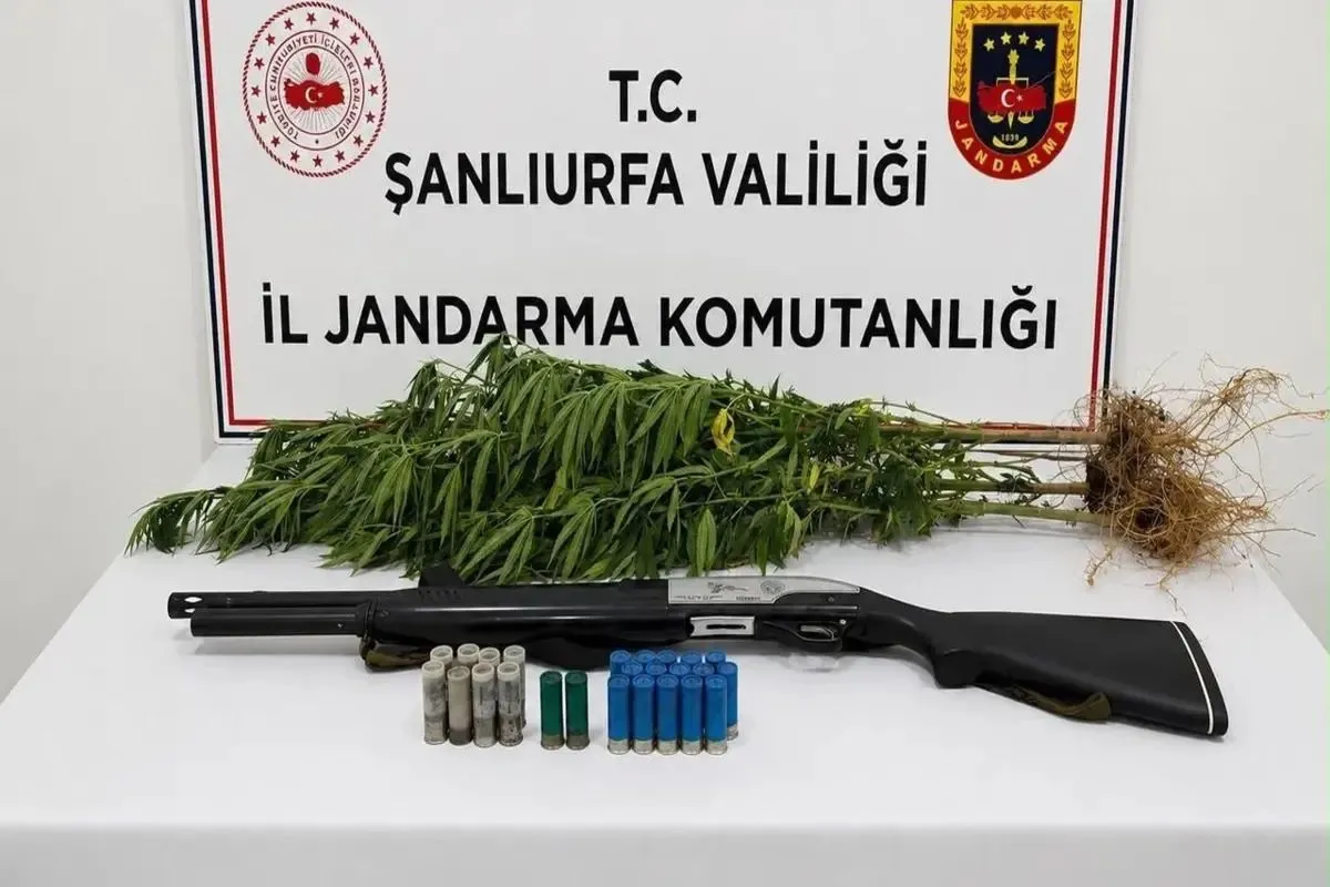 Halfeti’de Yasa Dışı Kenevir Operasyonu 1 Gözaltı